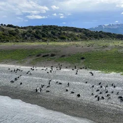 Penguin Island (Isla Martillo) - Ushuaia