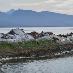 Penguin Island (Isla Martillo) - Ushuaia