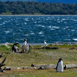 Penguin Island (Isla Martillo) - Ushuaia