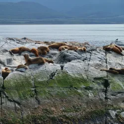 Penguin Island (Isla Martillo) - Ushuaia