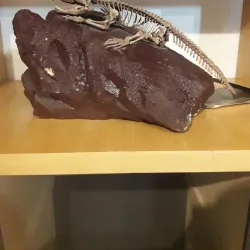 Museo Carlos Ameghino - Zapala