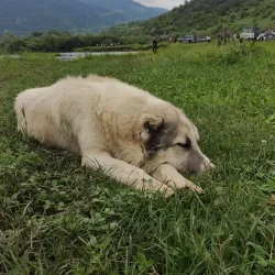 Dzoraget Canyon - Alaverdi