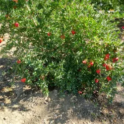 Armavir Archaeological Site - Armavir