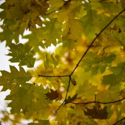 Vanadzor Botanical Garden - Vanadzor