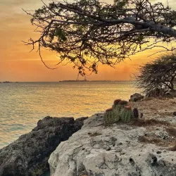 Mangel Halto Beach - Alto Vista