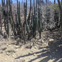 Wariruri Beach - Alto Vista