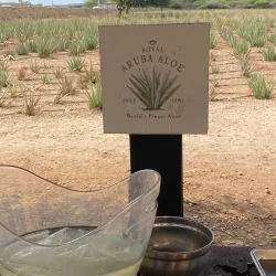 Aruba Aloe Factory and Museum - Noord