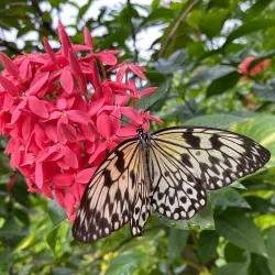 Butterfly Farm Aruba - Noord