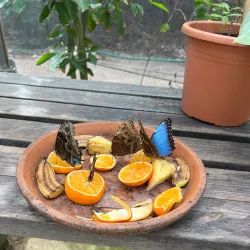 Butterfly Farm Aruba - Noord