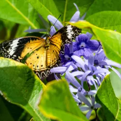 Butterfly Farm Aruba - Noord