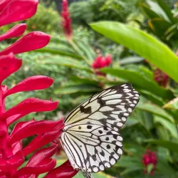 Butterfly Farm Aruba - Noord
