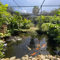 Butterfly Farm Aruba - Noord