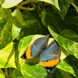 Butterfly Farm Aruba - Noord
