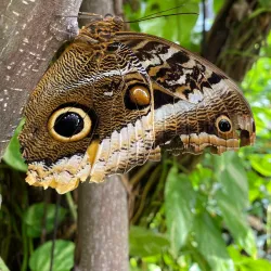 Butterfly Farm Aruba - Noord
