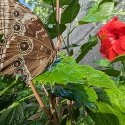 Butterfly Farm Aruba - Noord