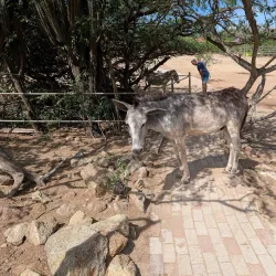 Donkey Sanctuary Aruba - Noord