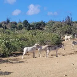 Donkey Sanctuary Aruba - Noord