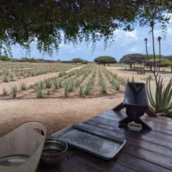 Aruba Aloe Factory and Museum - Paradera