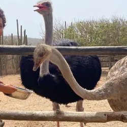 Aruba Ostrich Farm - Paradera