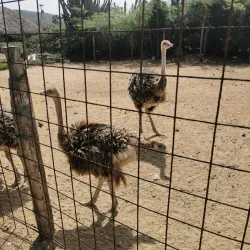 Aruba Ostrich Farm - Paradera