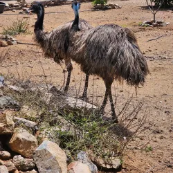 Aruba Ostrich Farm - Paradera