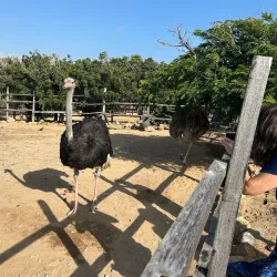 Aruba Ostrich Farm - Paradera