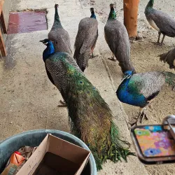 Aruba Ostrich Farm - Paradera