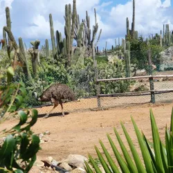 Aruba Ostrich Farm - Paradera
