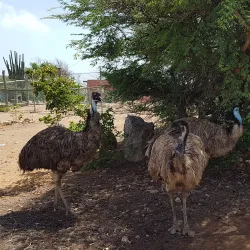 Aruba Ostrich Farm - Paradera