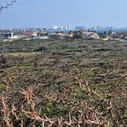 California Lighthouse - Paradera