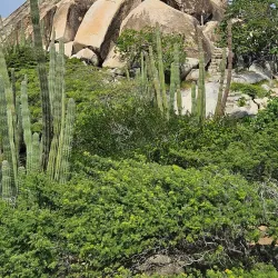 Casibari Rock Formation - Paradera