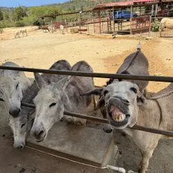Donkey Sanctuary Aruba - Paradera