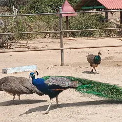 Donkey Sanctuary Aruba - Paradera