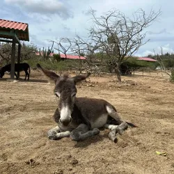 Donkey Sanctuary Aruba - Paradera
