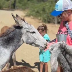 Donkey Sanctuary Aruba - Paradera