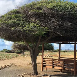 Aruba Aloe Factory and Museum - Ponton