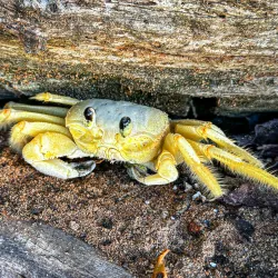 Boca Prins Beach - Ponton