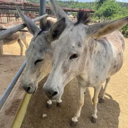 Donkey Sanctuary Aruba - Ponton