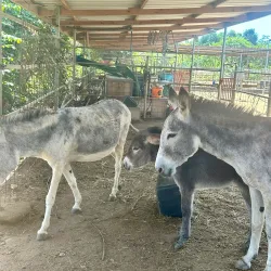 Donkey Sanctuary Aruba - Ponton