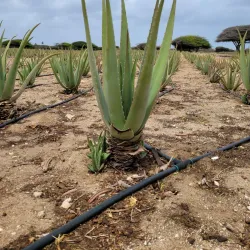 Aruba Aloe Factory and Museum - Sint Nicolaas