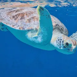 Community Museum of Aruba - Sint Nicolaas