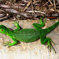 Wilhelmina Park - Sint Nicolaas