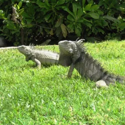 Wilhelmina Park - Sint Nicolaas