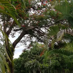 Adelaide River War Cemetery - Adelaide River