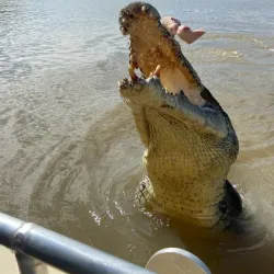 Jumping Crocodile Cruise - Adelaide River
