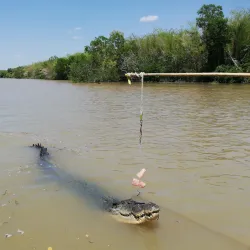 Jumping Crocodile Cruise - Adelaide River