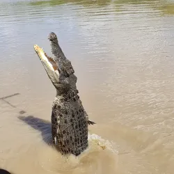 Jumping Crocodile Cruise - Adelaide River