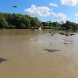 Jumping Crocodile Cruise - Adelaide River