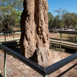 Litchfield National Park - Adelaide River