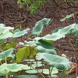 Mary River National Park - Adelaide River